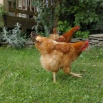 hens
